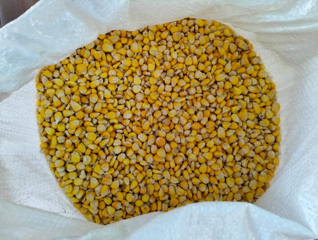Maíz blanco del pueblo Mbya Guaraní