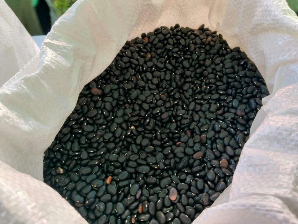 Poroto negro de territorio del pueblo Mbya Guaraní